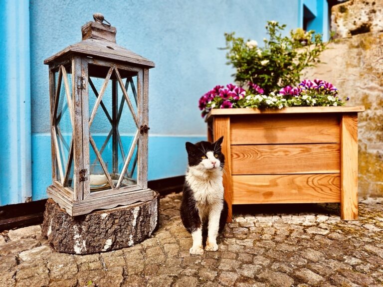 16F6CE33-5926-4DBF-A4B6-4478E81E6B2E_1_105_c