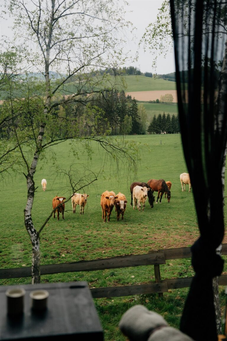 Glamping Ventus 2024