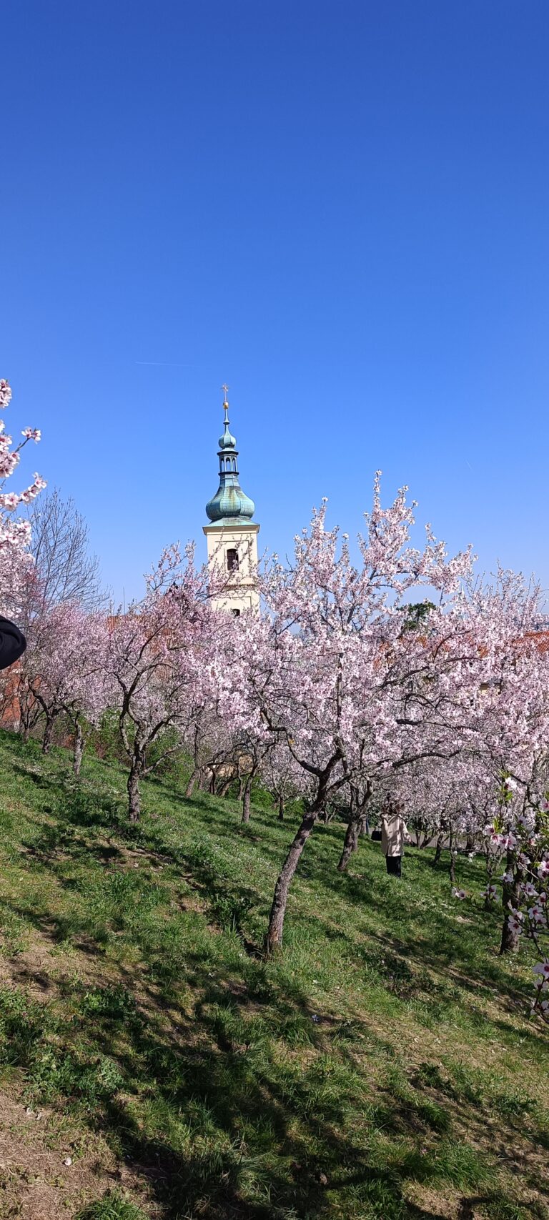 IMG_20240319_134620_429