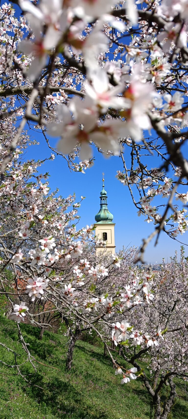 IMG_20240319_134825_110