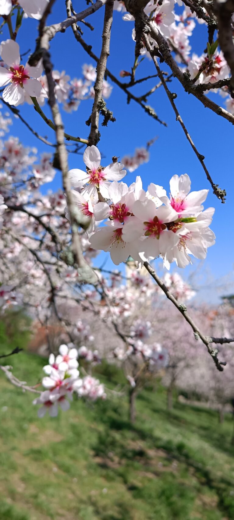 IMG_20240319_135016_164