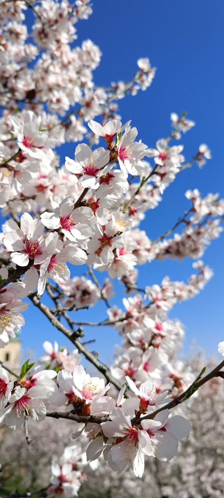 IMG_20240319_135039_726