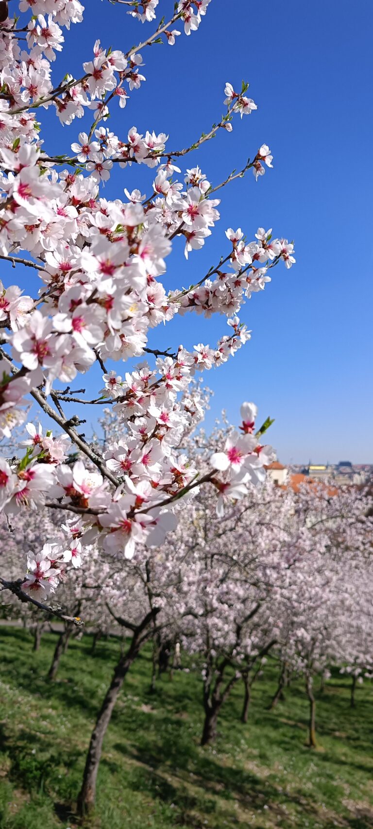 IMG_20240319_135044_490