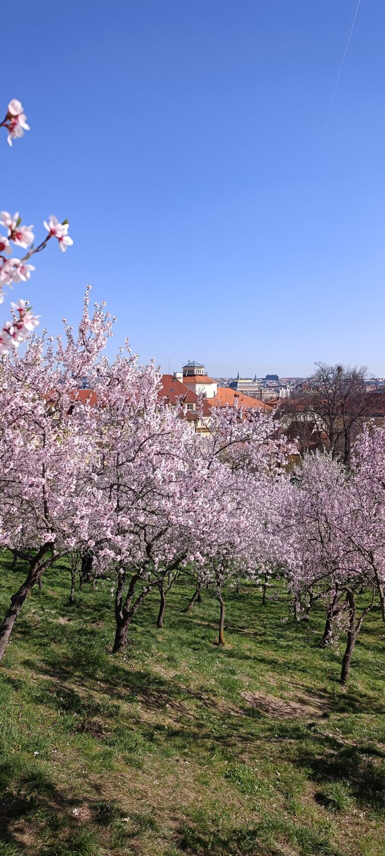 IMG_20240319_135106_161