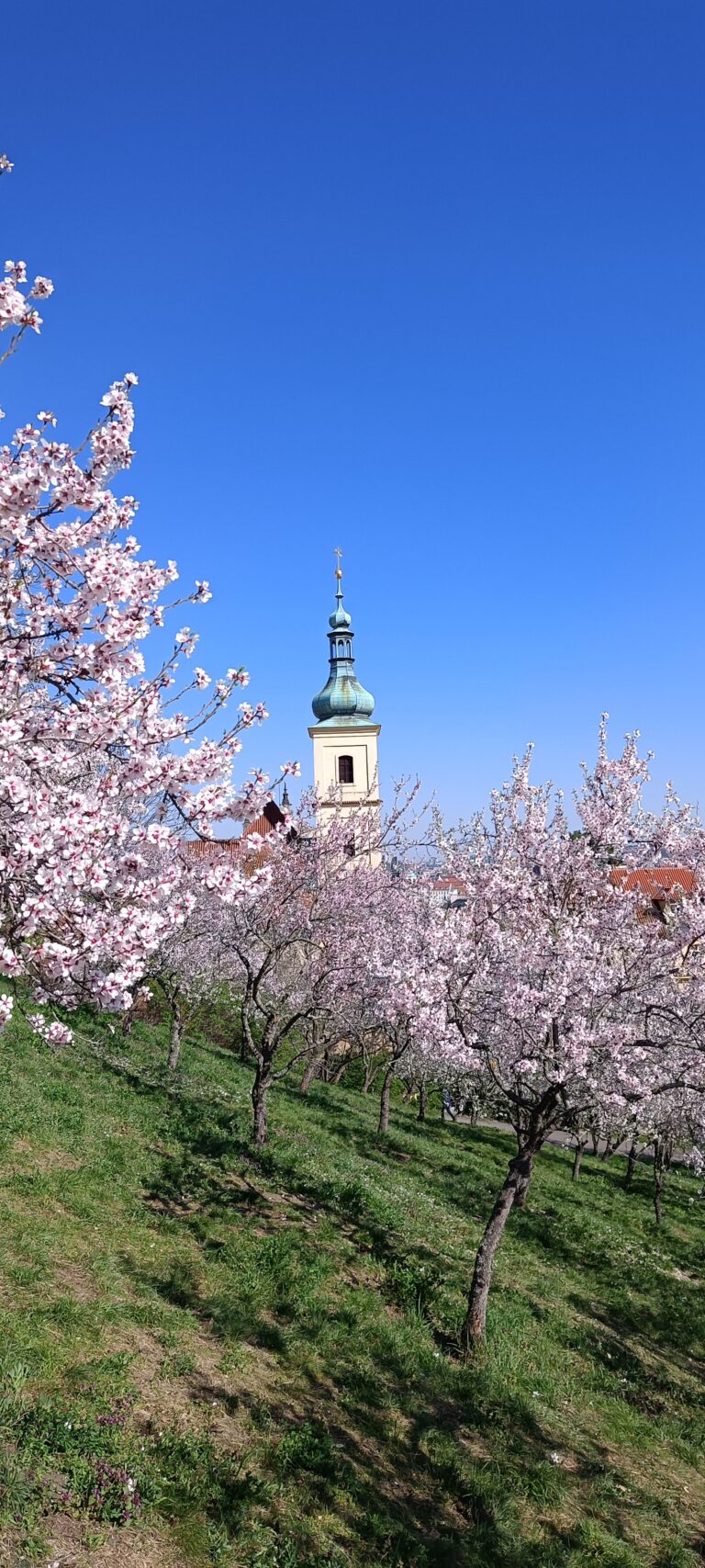 IMG_20240319_135134_450