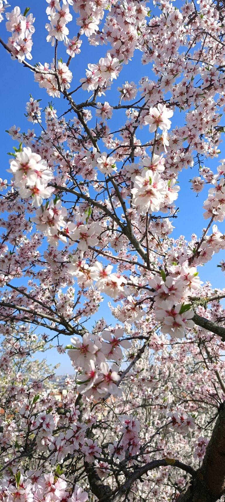 IMG_20240319_140019_649